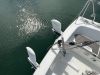 BENETEAU FIRST 25.7 S occasion